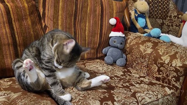 Кот Барсик. A cat named Barsik