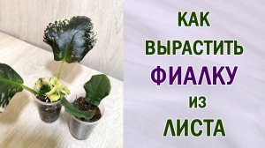 Как вырастить фиалку из листа. Сенполии. Узамбарские фиалки.
