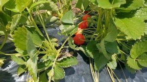 Сравнение некоторых сортов клубники. Клери, Сандра, Джоли, Флер, Лия, Сирия, Азия