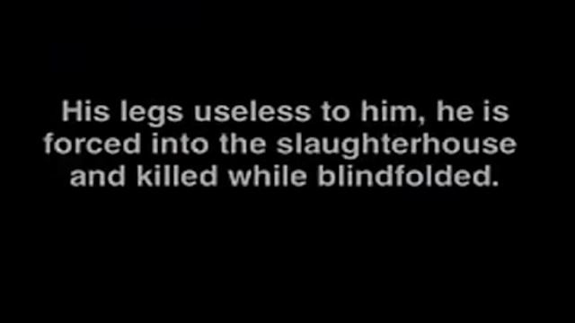 You're dead if you aren't smart or whale in Australia. смотреть онлайн