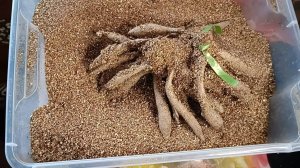 Как  хранить клубни георгинов зимой #георгины #цветы #клубни #георгины #хранениегеоргинов #хранение