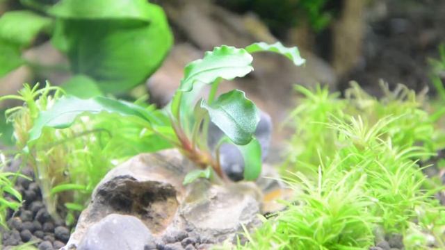 Bucephalandra green velvet смотреть онлайн