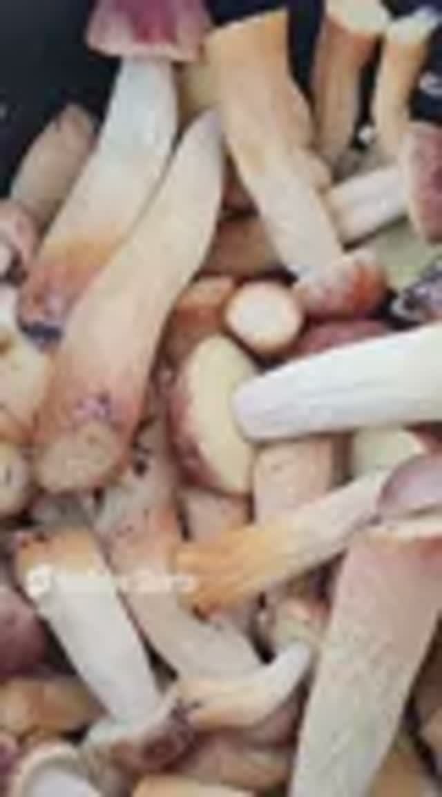 самый массовый гриб. ЗОЛОТИСТЫЙ БОРОВИК. #shorts #природа смотреть онлайн