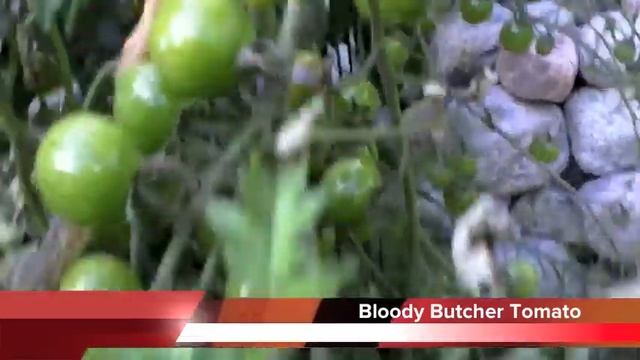 Tomato Rant смотреть онлайн