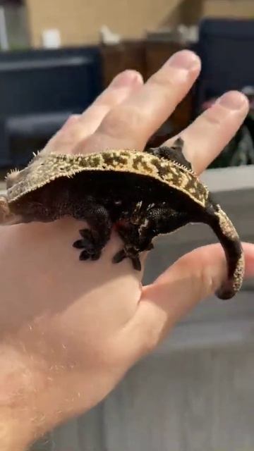 Ресницатый бананоед #shorts #gecko смотреть онлайн