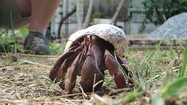 Caribbean hermit crab in Saint Martin смотреть онлайн