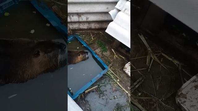 Тепловой удар самца нутрий смотреть онлайн