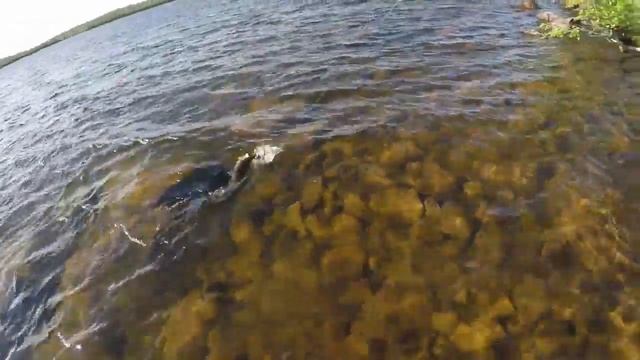 Канал You Tube "РЫБАЧИЙ ПАТРУЛЬ" / You Tube channel "FISHING PATROL"HD 2019 смотреть онлайн
