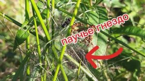 Паучье гнездо