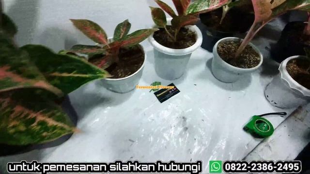 aglonema gajah mada & aglonema gatot kaca aglonema tanian lokal size induk | update stock terbaru смотреть онлайн