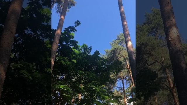 Утро в лесу. смотреть онлайн