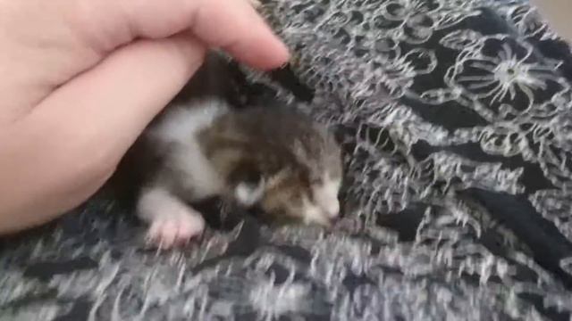 Кайри 2 дня смотреть онлайн