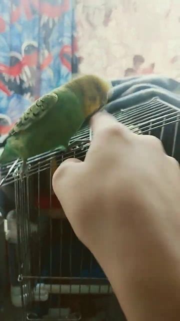 вобше он до крови кусает смотреть онлайн