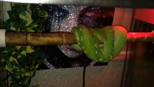 My ENTIRE Reptile Collection/New Reptile Room смотреть онлайн