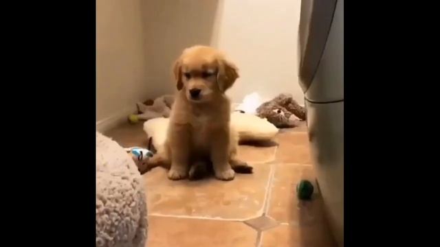 bernese mountain dog||cane corso dog||collie dog||teacup dog||terrier dog||westie dog смотреть онлайн