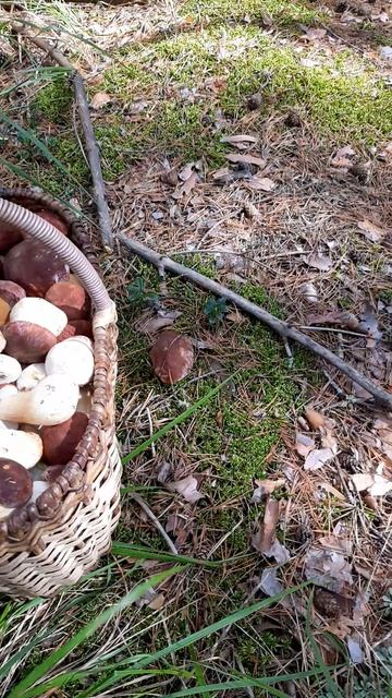 Полная корзина боровиков! смотреть онлайн