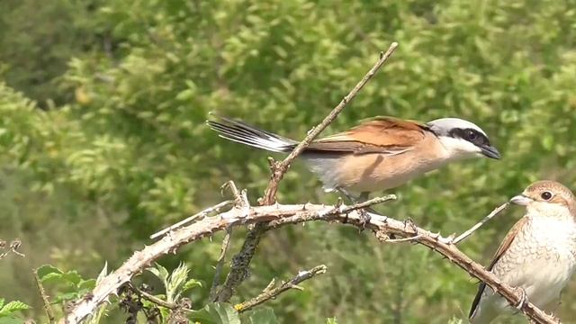 Red Backed Shrikes are displaying. Neuntöter Balz. Eifel. Deutschland смотреть онлайн