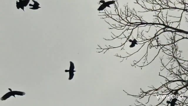 Стаи грачей/крики птиц/галки/Харьков смотреть онлайн