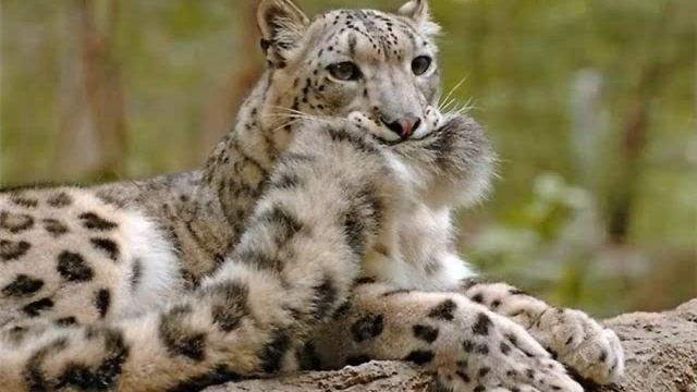 Cute Snow Leopard Num Num