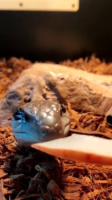 Blue Tongue Skink waking up #shorts смотреть онлайн