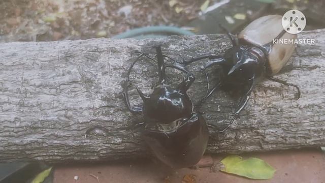Rhinoceros beetle battle : Eupatorus gracilicornis 95 mm. vs Megasoma mars 92 mm. смотреть онлайн