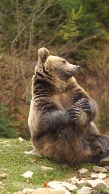 Stretching with Bears 🐻 смотреть онлайн