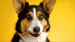 Реклама Педигри Дента Стикс - Зубные протезы у собак HD