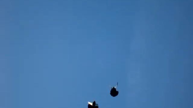 голуби Ивана Стоянова смотреть онлайн