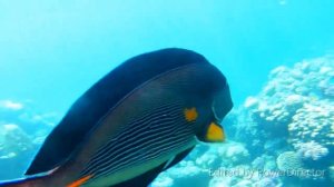 Сказочный подводный мир Reef Oasis Beach Resort 5