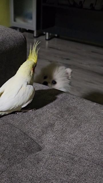 Корелла против собаки