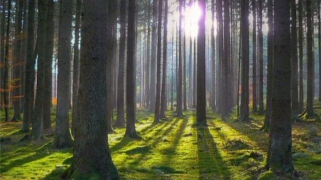 Sounds of a beautiful morning forest...!!!/Звуки красивого утреннего леса смотреть онлайн