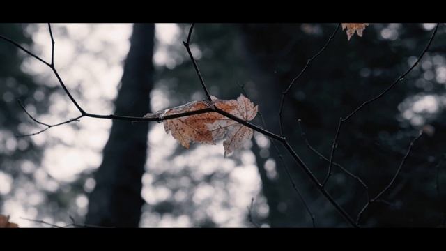 L O S T - Panasonic Lumix S1 | DJI Mavic Air 2 смотреть онлайн