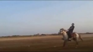 Скачки на лошадях жорга