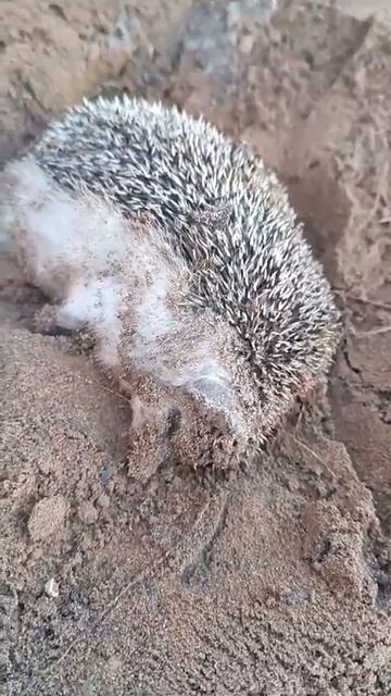 Ёжик 🦔 в спячке смотреть онлайн