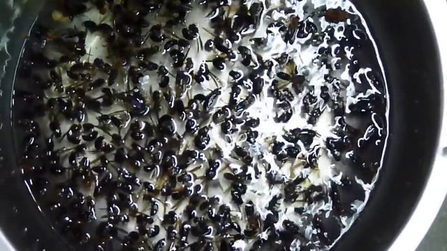 虎頭蜂窩真面目 смотреть онлайн