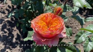 КЕНСИНГТОН ГАРДЕНС - новый сорт розы в ПИТОМНИКЕ