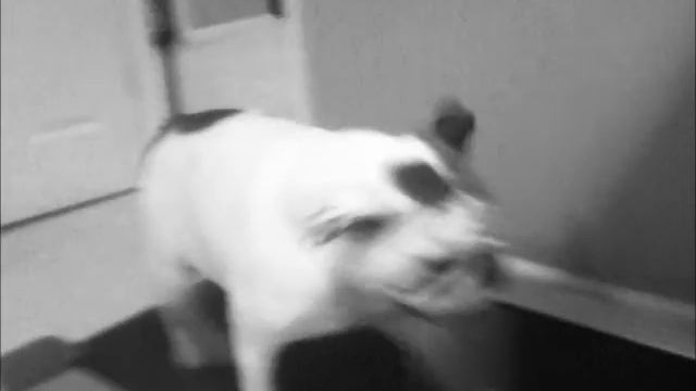 Bulldog Puppy on Treadmill смотреть онлайн