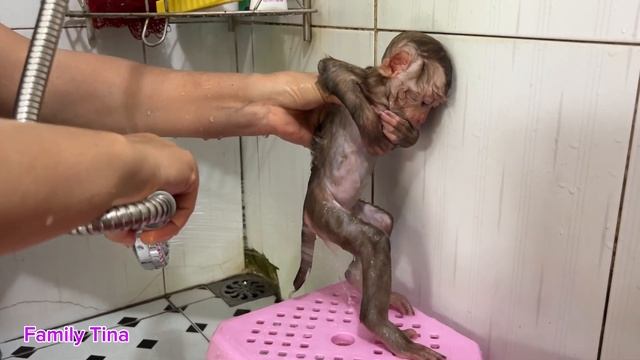 A cute day of baby monkey Tina bathing eating and sleeping смотреть онлайн