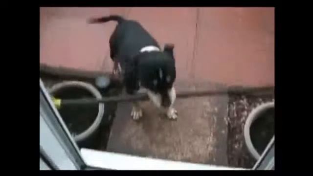 ПОДБОРКА СМЕШНЫХ МОМЕНТОВ С КОТАМИ И СОБАКАМИ СМОТРЕТЬ ВСЕМ #77 смотреть онлайн