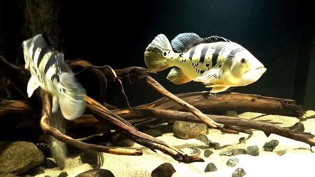 Peacock Bass TANK CLOSE UP (cichla monoculus) смотреть онлайн