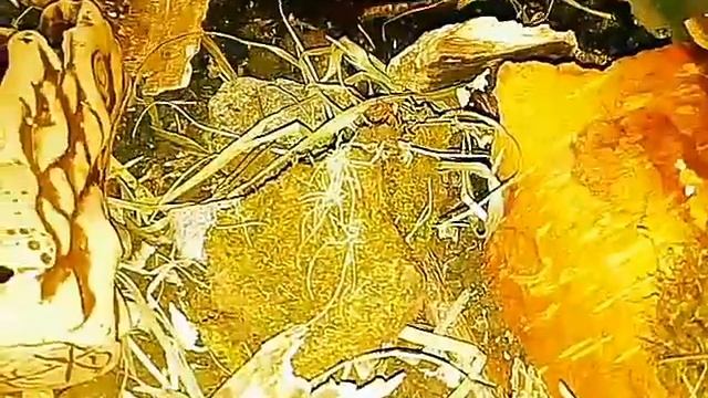 Ящерицы смотреть онлайн