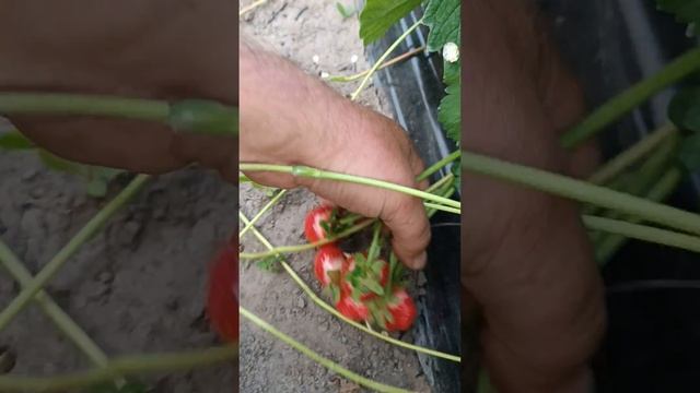 Сорт Ами пятый сбор, сорт бомба. смотреть онлайн