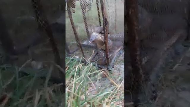 Dengarous snake || west bengal in india..... смотреть онлайн