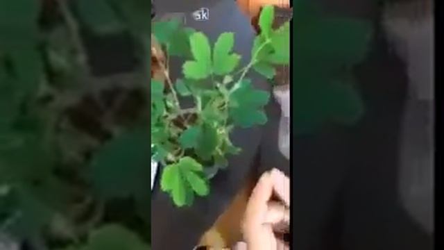 Умное растение смотреть онлайн