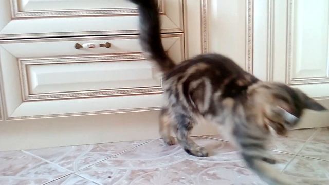 котик мейн кун смотреть онлайн
