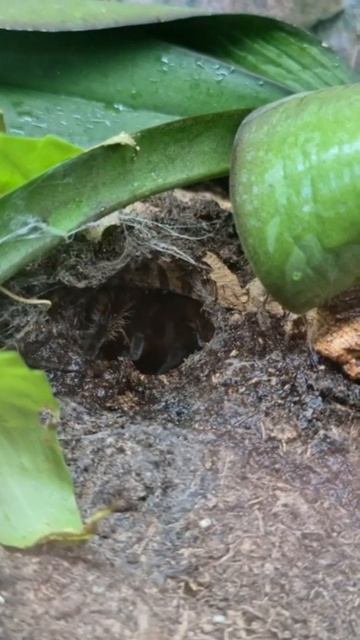 Brachypelma albopilosum, Fütterung mit Grille смотреть онлайн