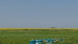 Пасека на рапсе