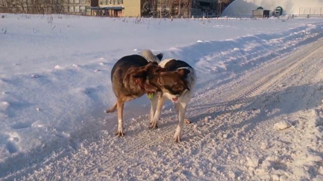 Фыркают лошадки смотреть онлайн