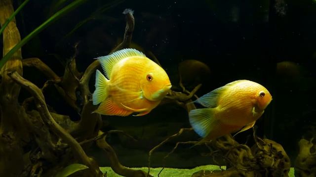 Северум красный жемчуг. смотреть онлайн