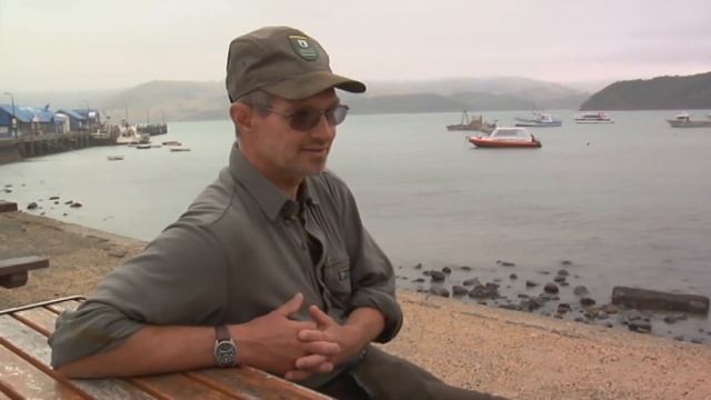Meet the Locals: Hector's dolphin смотреть онлайн